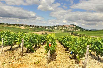 vignobles-route-des-vignobles-de-sancerre